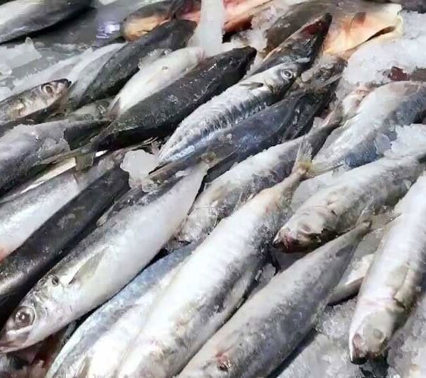 මාළු රටින් ඩොලර් නතින්